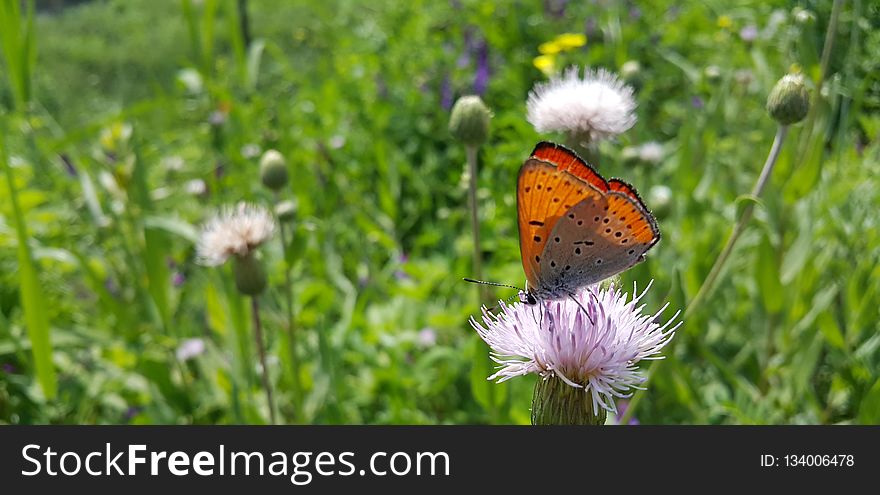 Butterfly, Flower, Brush Footed Butterfly, Moths And Butterflies