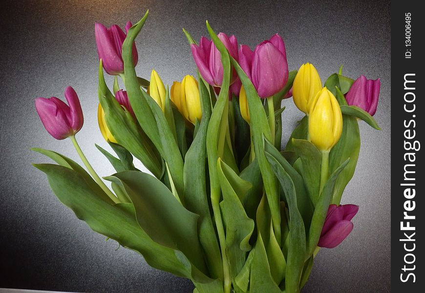 Flower, Flowering Plant, Tulip, Plant