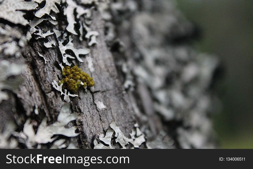 Tree, Trunk, Branch, Close Up