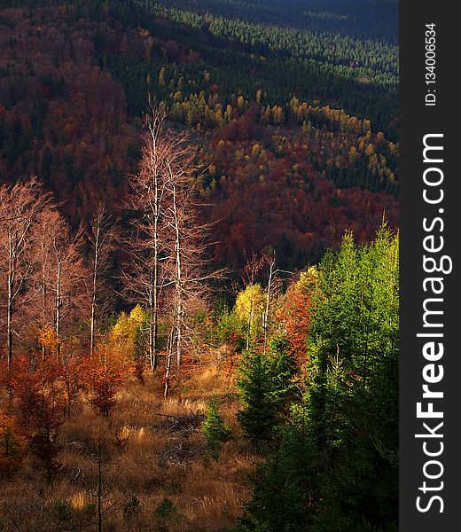 Nature, Ecosystem, Leaf, Temperate Broadleaf And Mixed Forest
