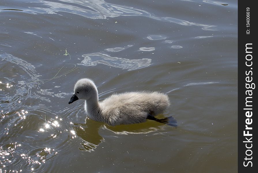 Bird, Water Bird, Swan, Ducks Geese And Swans