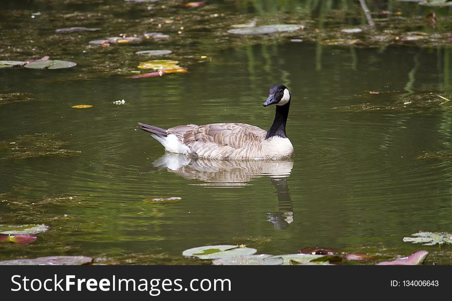 Bird, Water, Waterway, Duck