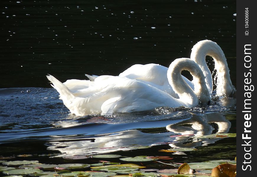 Swan, Water Bird, Bird, Water
