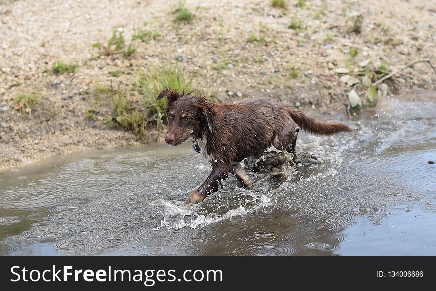 Dog, Dog Like Mammal, Boykin Spaniel, Carnivoran