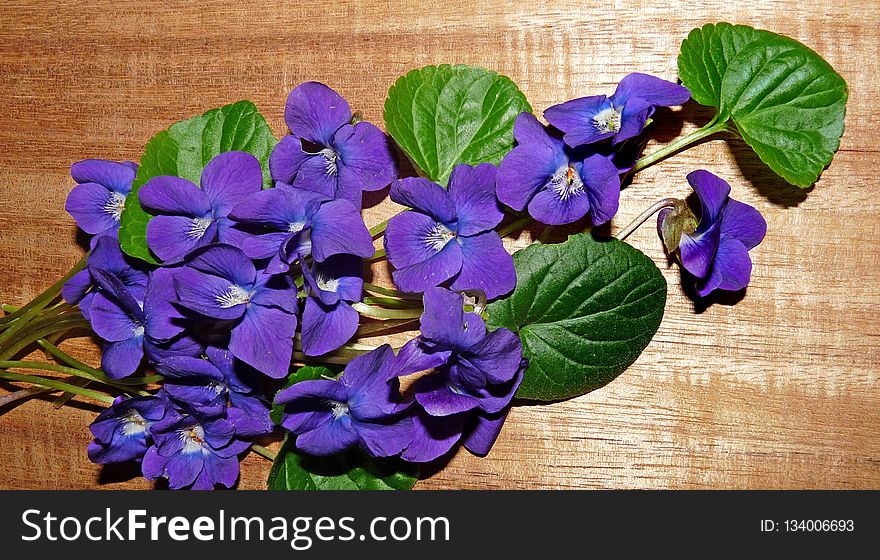 Blue, Flower, Violet, Plant