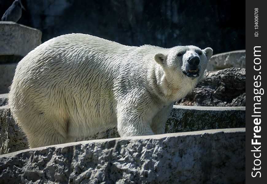 Polar Bear, Bear, Fauna, Terrestrial Animal
