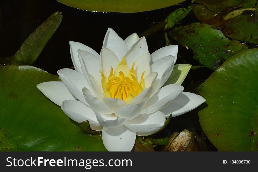 Flower, Flora, Plant, Yellow