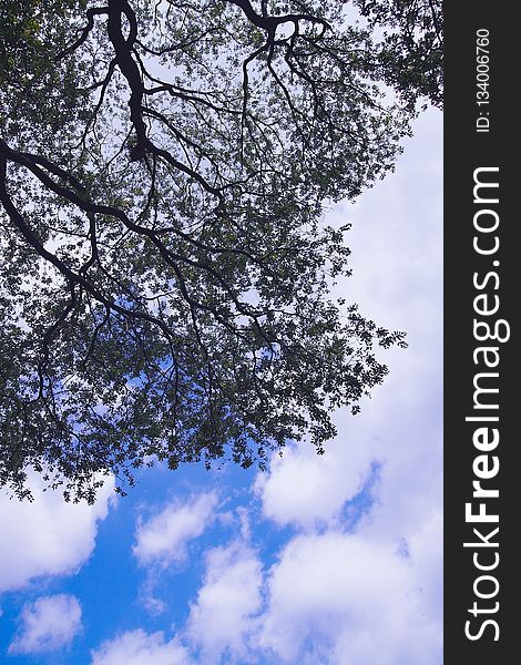 Sky, Tree, Branch, Cloud
