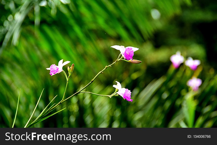 Flower, Plant, Flora, Wildflower