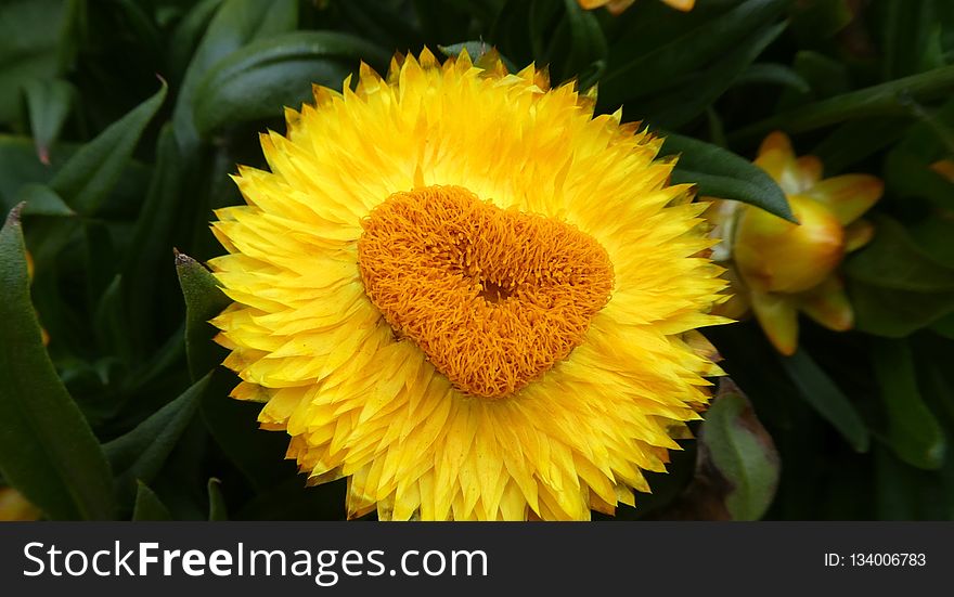 Flower, Yellow, Flora, Pollen