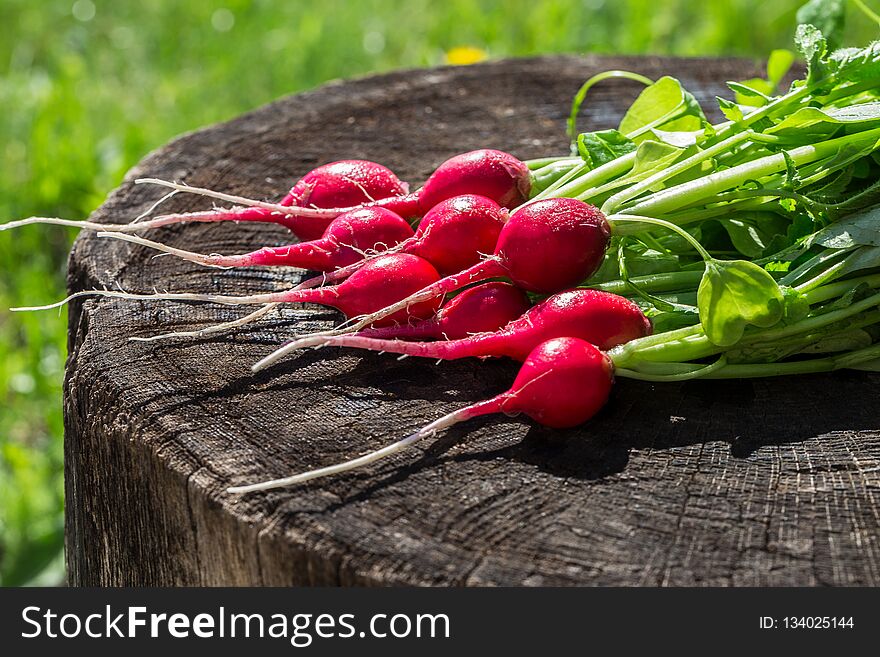 A bunch of fresh radishes on a backdrop background. A bunch of fresh radishes on a backdrop background