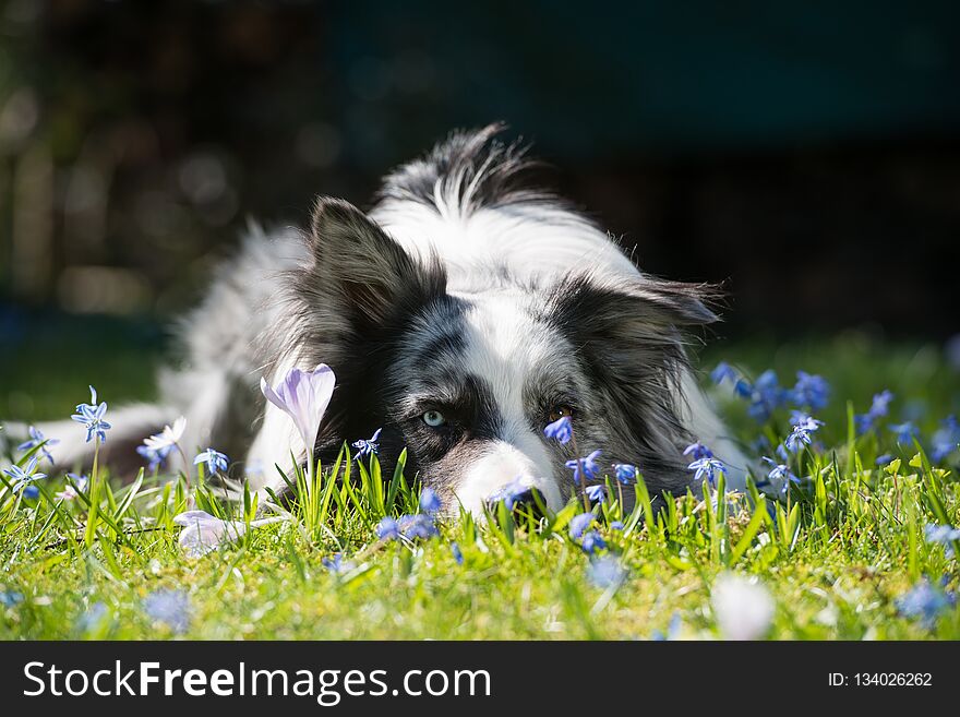 Border Collie Lying In A Spring Flower Meadow