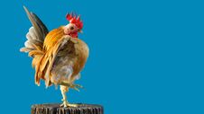 The Serama Are Poses On The Timber Stock Photography The Serama Are Poses On The Timber Stock Photography