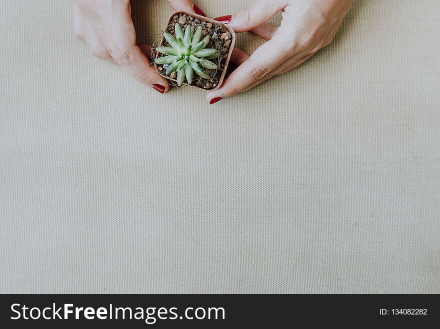 Flat lay of female hand holding a small cactus