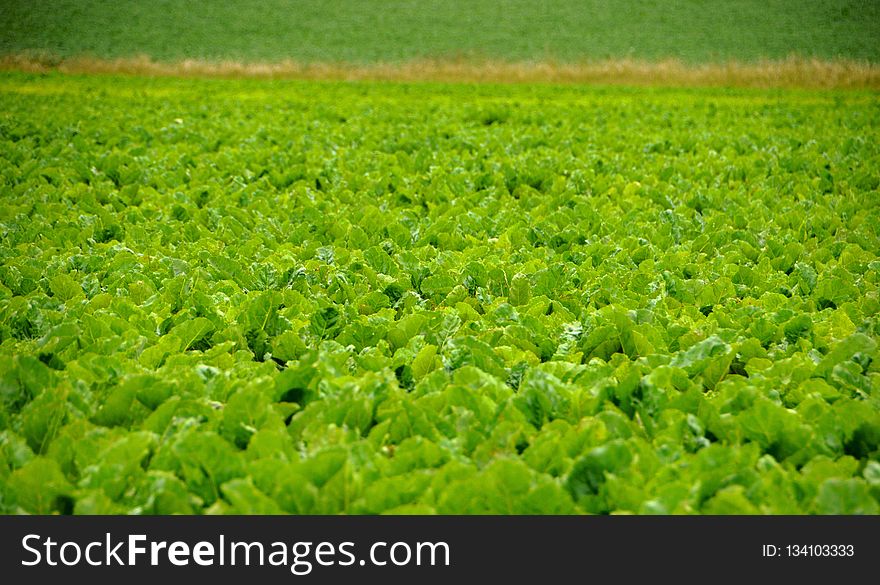 Field, Agriculture, Leaf Vegetable, Grass