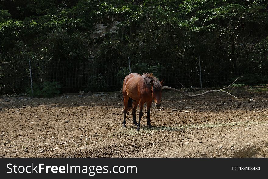 Horse, Horse Like Mammal, Fauna, Pasture