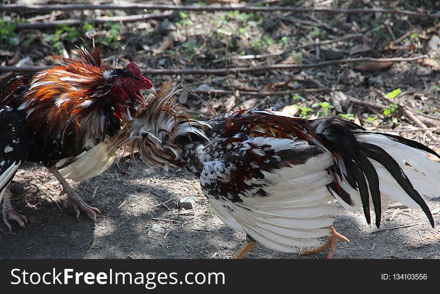 Chicken, Bird, Galliformes, Rooster