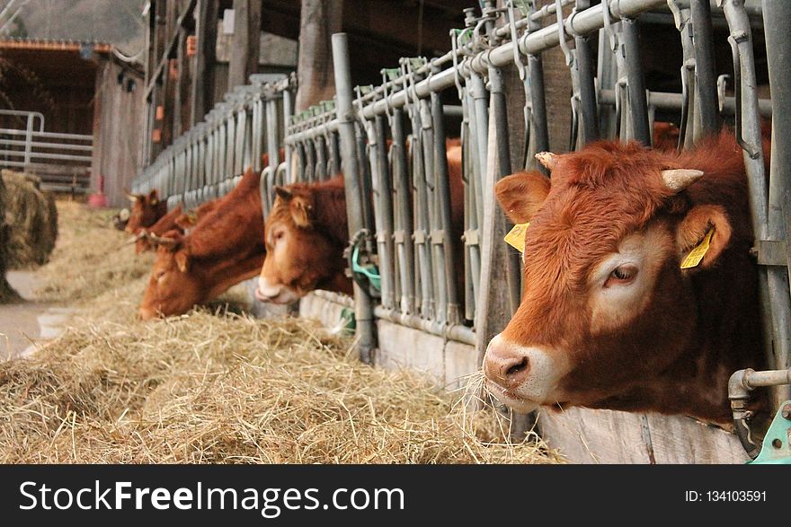 Cattle Like Mammal, Cow Goat Family, Livestock, Farm