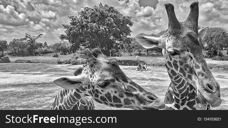 Giraffe, Black And White, Wildlife, Giraffidae