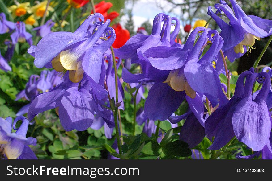 Flower, Plant, Flowering Plant, Flora