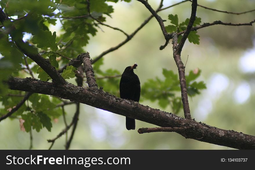 Bird, Branch, Fauna, Beak