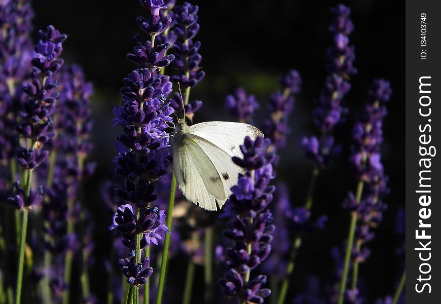 English Lavender, Lavender, Purple, French Lavender