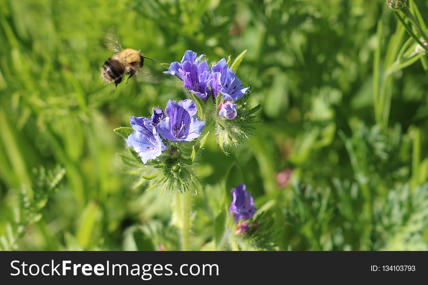 Honey Bee, Bee, Nectar, Hyssopus