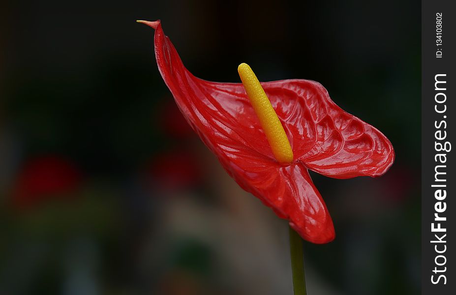 Flower, Flora, Plant, Close Up