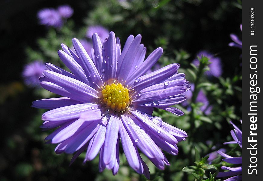 Flower, Aster, Flora, Purple