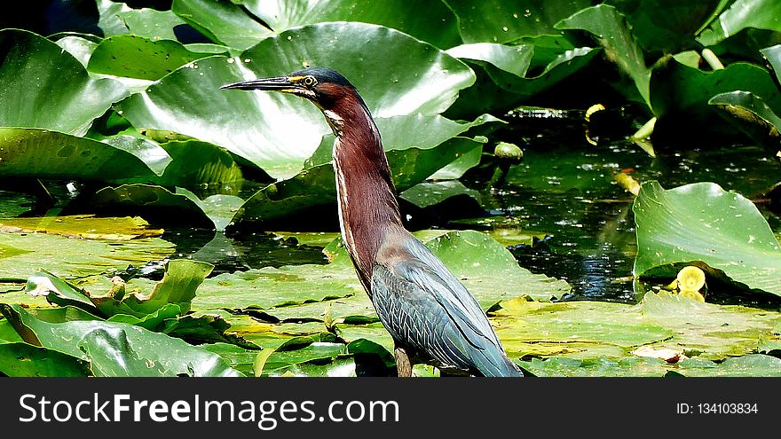 Bird, Fauna, Ecosystem, Water