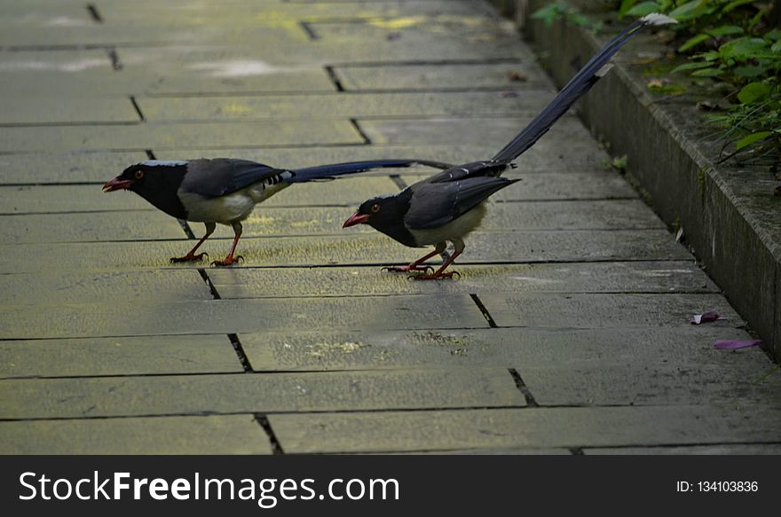 Bird, Fauna, Beak, Wildlife