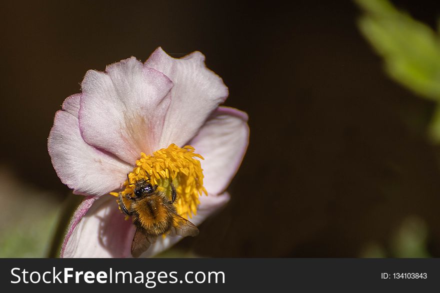 Flower, Nectar, Flora, Bee