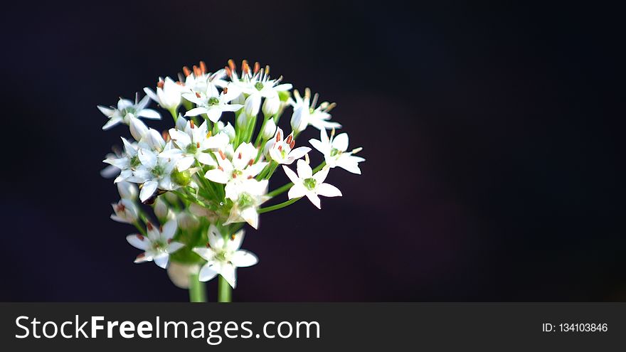 Flower, Plant, Flora, Flowering Plant