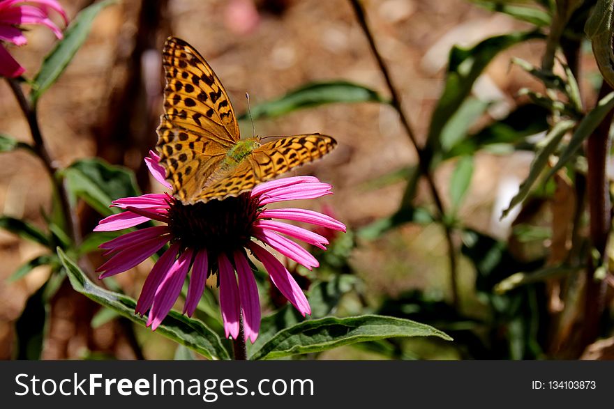 Butterfly, Flower, Moths And Butterflies, Monarch Butterfly