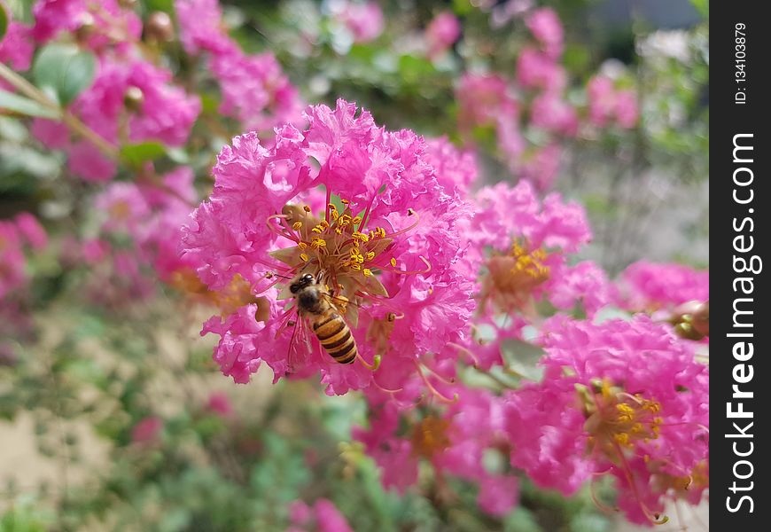 Flower, Pink, Flora, Nectar