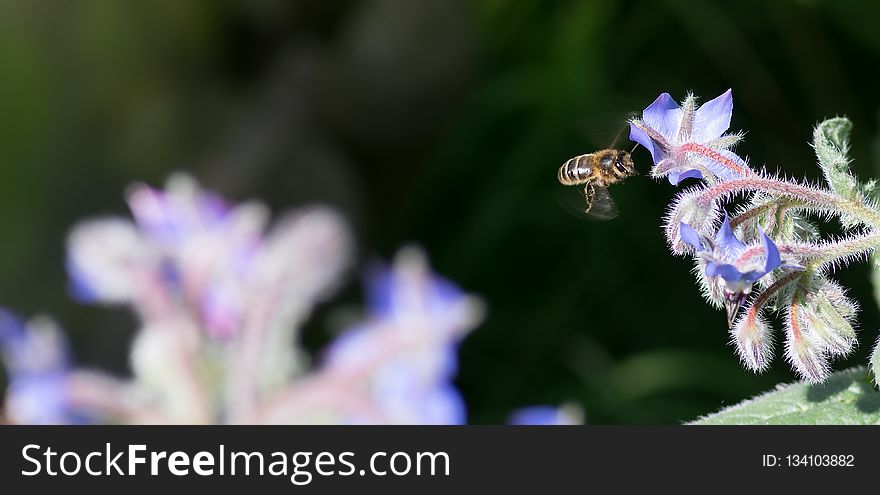 Honey Bee, Bee, Nectar, Membrane Winged Insect