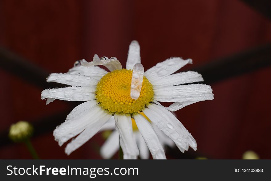 Flower, Oxeye Daisy, Flora, Macro Photography