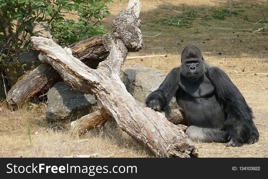 Great Ape, Fauna, Western Gorilla, Primate