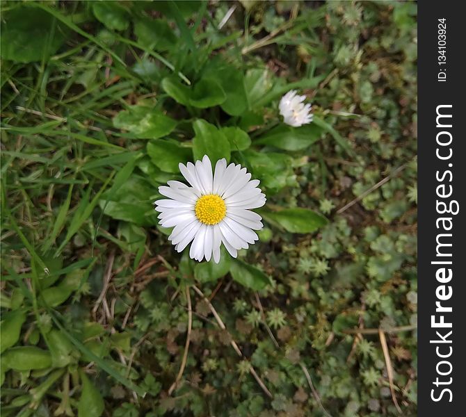 Flower, Plant, Flora, Flowering Plant