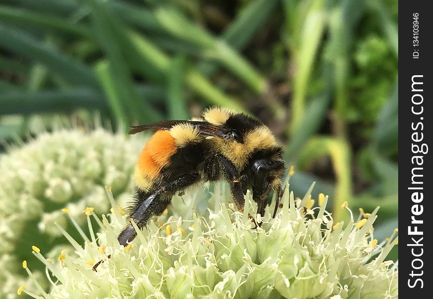 Insect, Bee, Bumblebee, Honey Bee