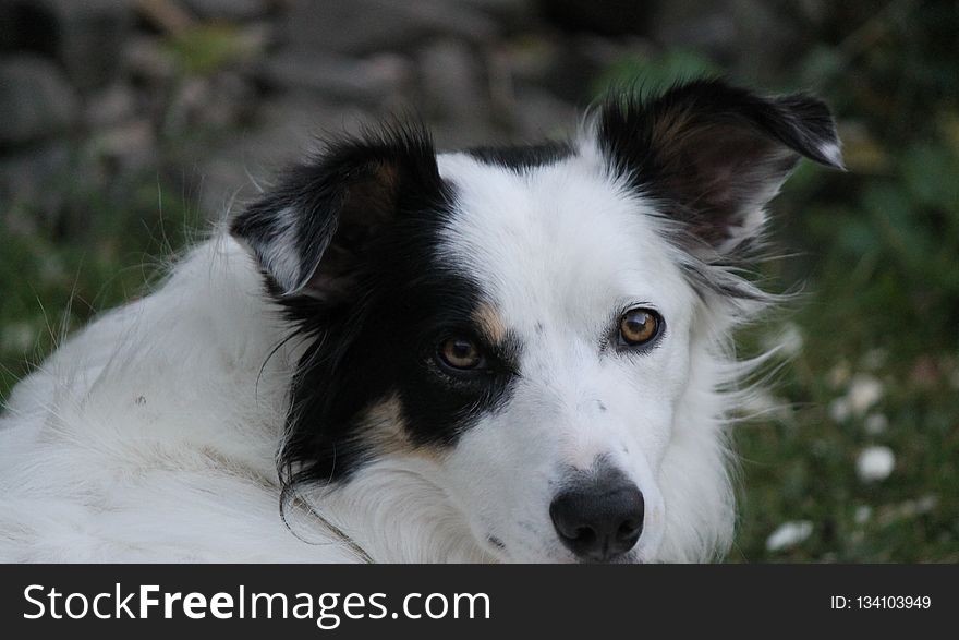 Dog, Dog Breed, Dog Breed Group, Dog Like Mammal