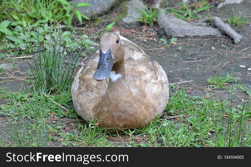 Fauna, Duck, Grass, Water Bird