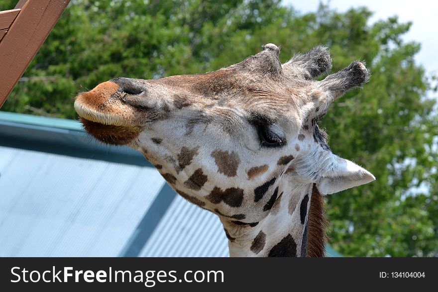 Giraffe, Terrestrial Animal, Wildlife, Giraffidae