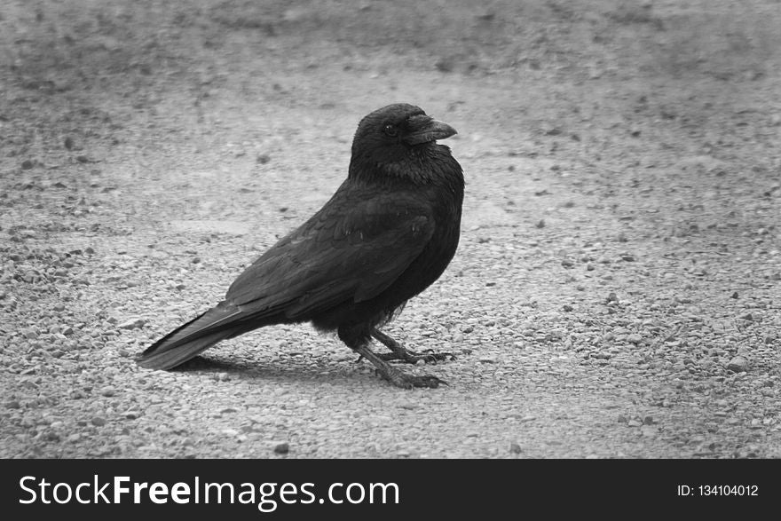 Bird, American Crow, Black And White, Beak