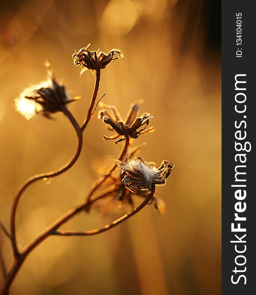 Flora, Honey Bee, Flower, Macro Photography