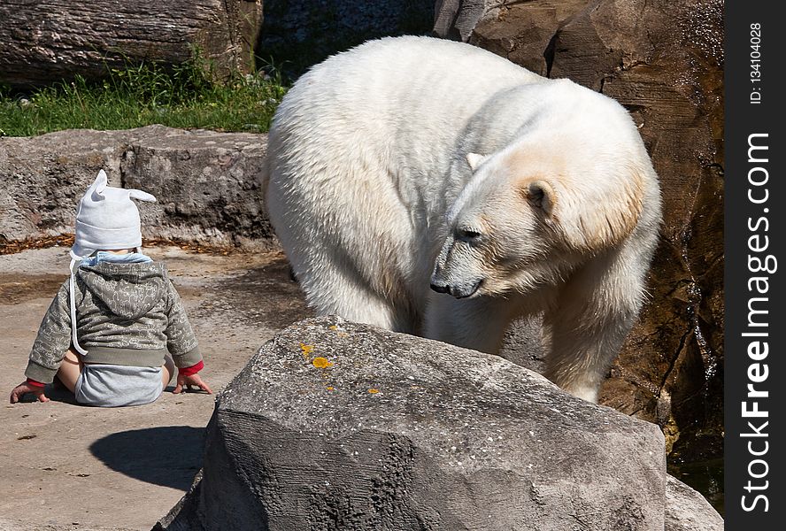 Polar Bear, Bear, Fauna, Zoo