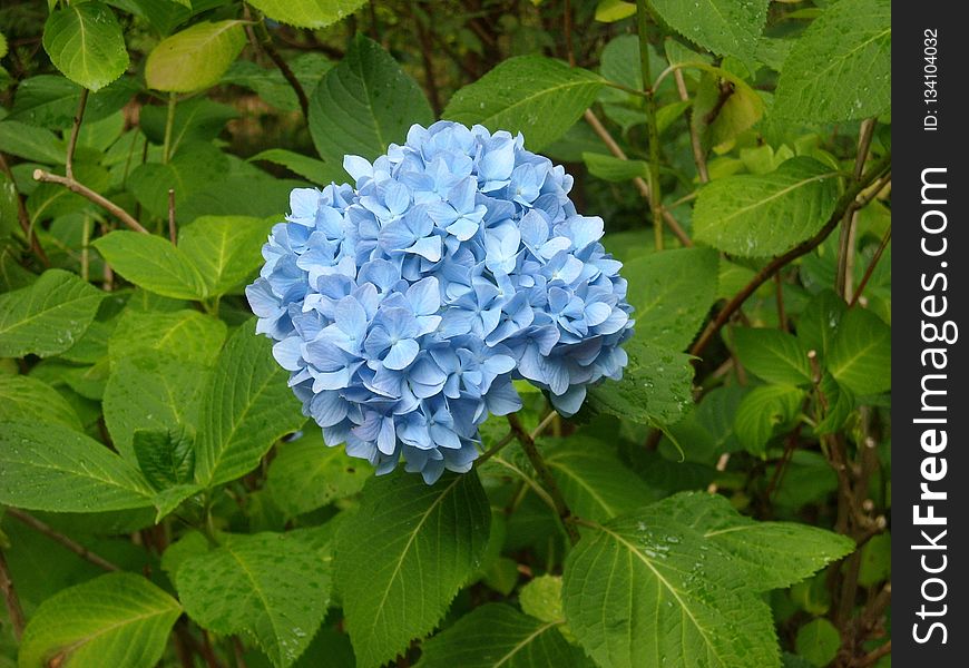 Blue, Plant, Flower, Hydrangea