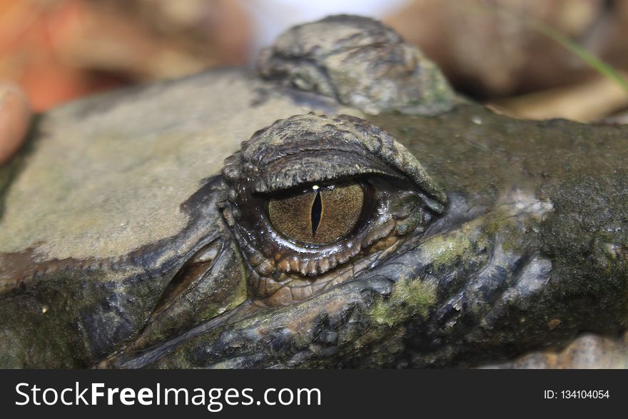 Reptile, American Alligator, Crocodilia, Terrestrial Animal