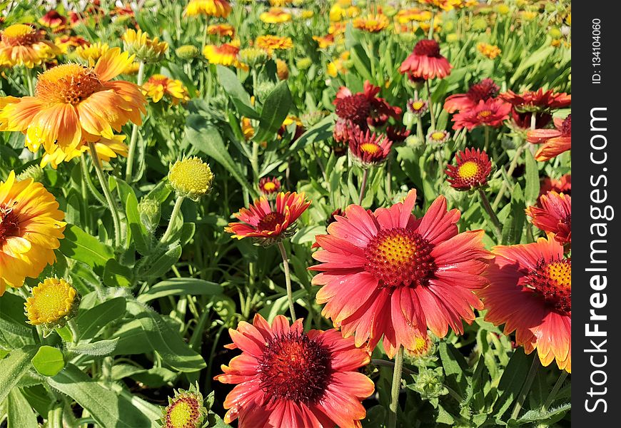 Flower, Blanket Flowers, Plant, Daisy Family