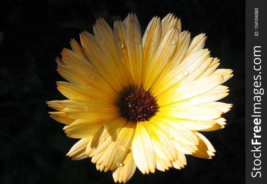 Flower, Yellow, Flora, Close Up